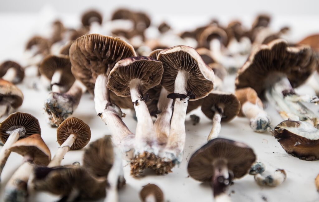 Fruiting Psilocybe Cubensis Mushrooms