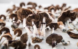 Fruiting Psilocybe Cubensis Mushrooms