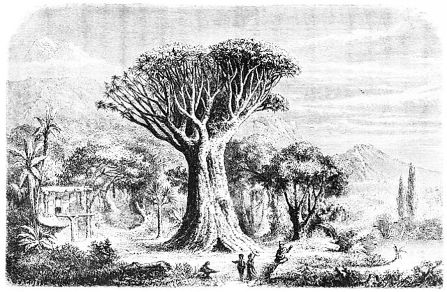 Grabado decimonónico del Drago Milenario de Tenerife, árbol sagrado y medicinal