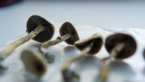 medical research on psilocybin mushrooms for mental health treatment