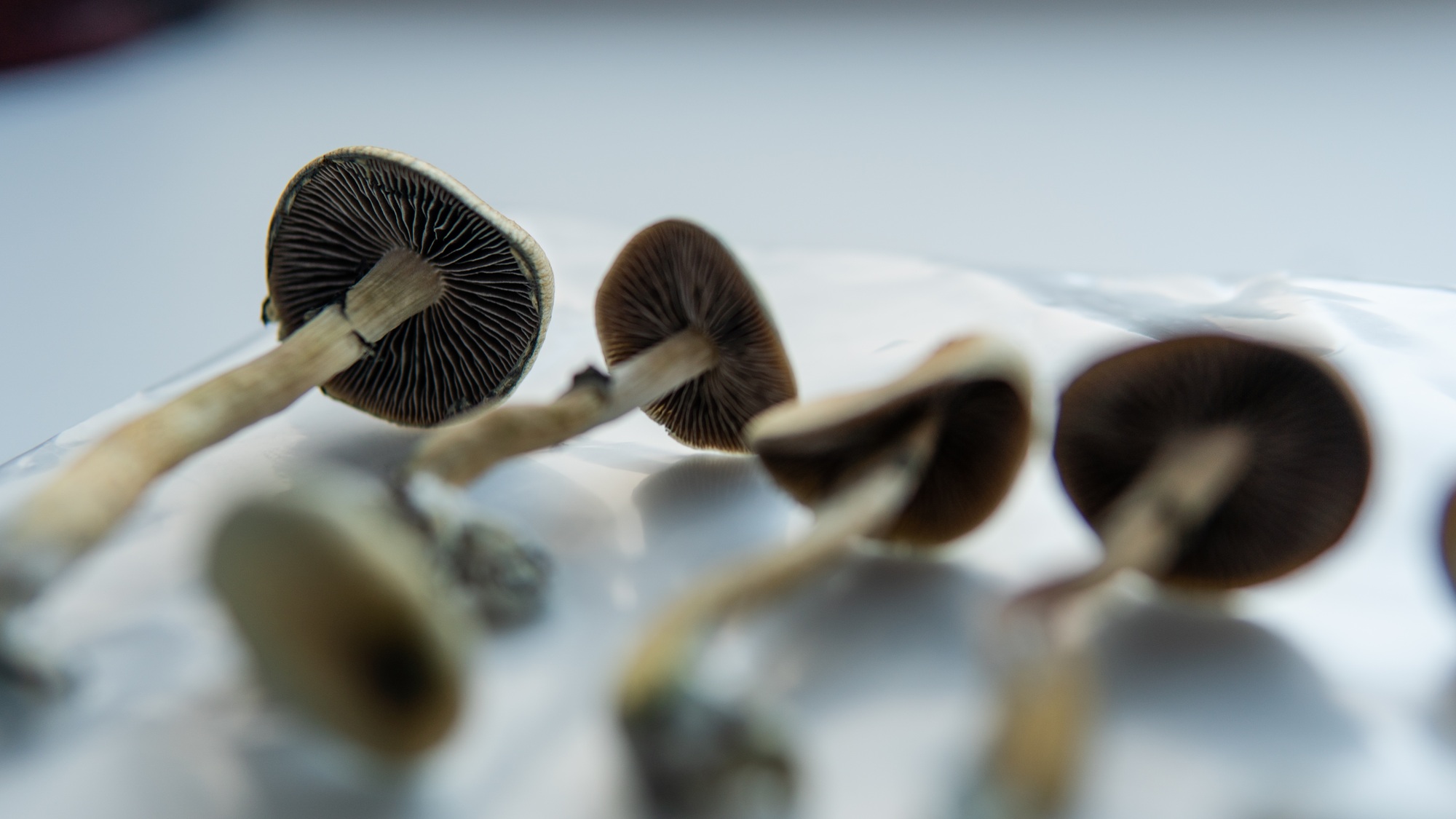 medical research on psilocybin mushrooms for mental health treatment