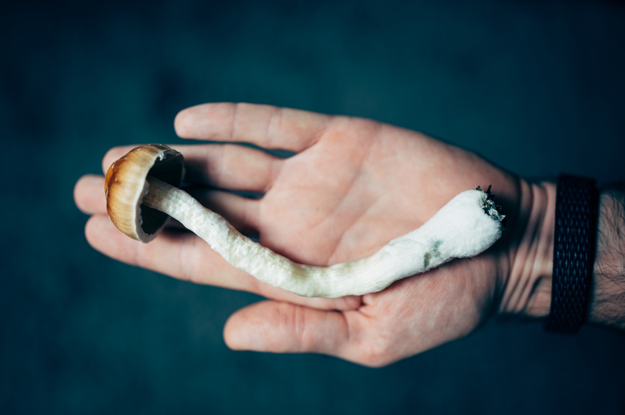 Psilocybe Cubensis Magic Mushrooms in Hand, Psychedelic Therapy and Microdosing