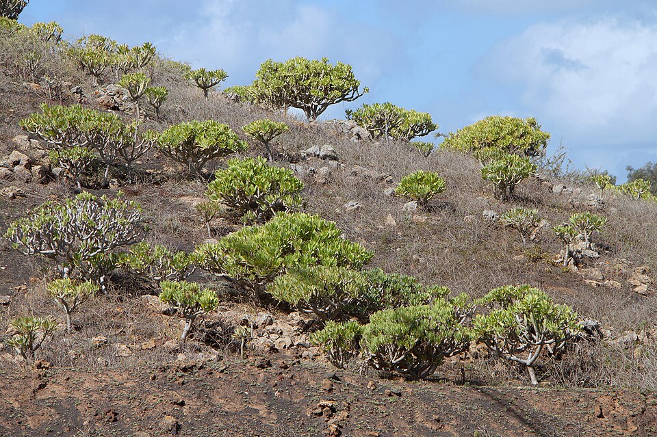 Euphorbia balsamifera - Lanzarote 