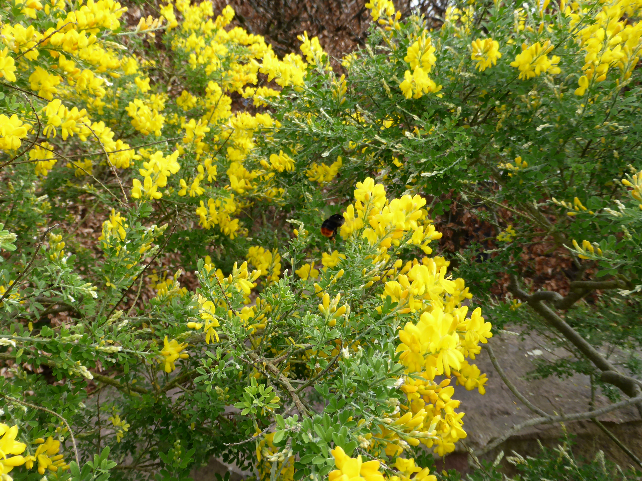 Cytisus canariensis