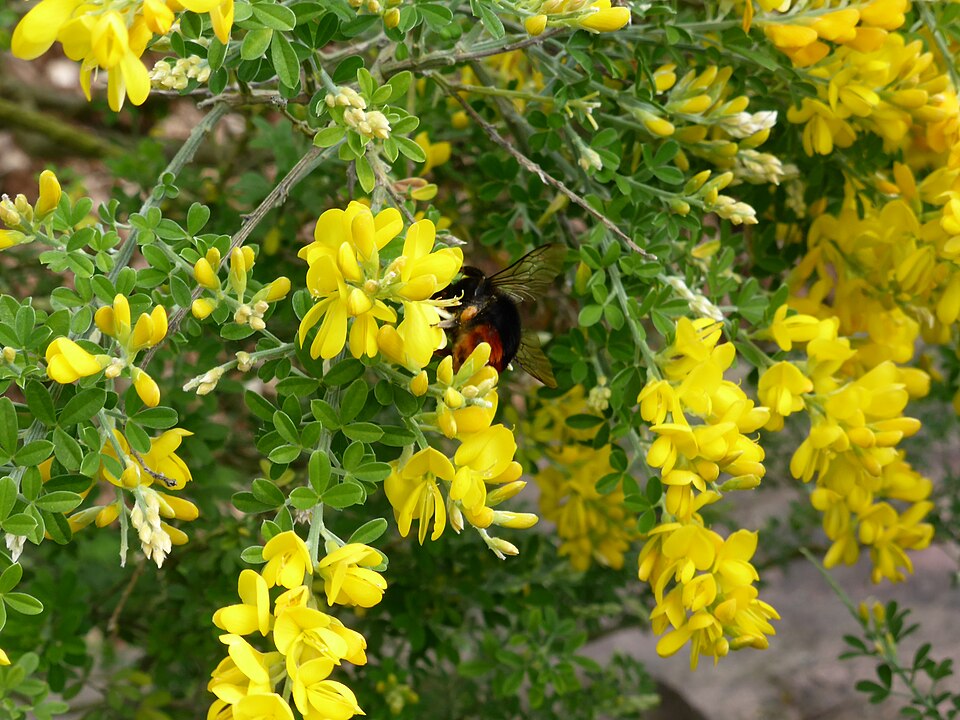 Cytisus canariensis