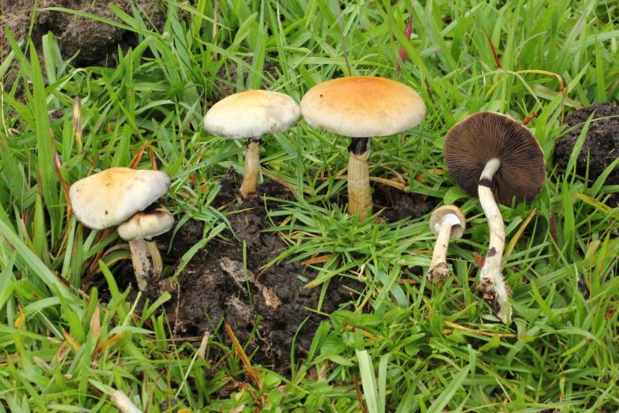 Psilocybe cubensis en su hábitat natural, una de las monografías de la Guía de psicodélicos